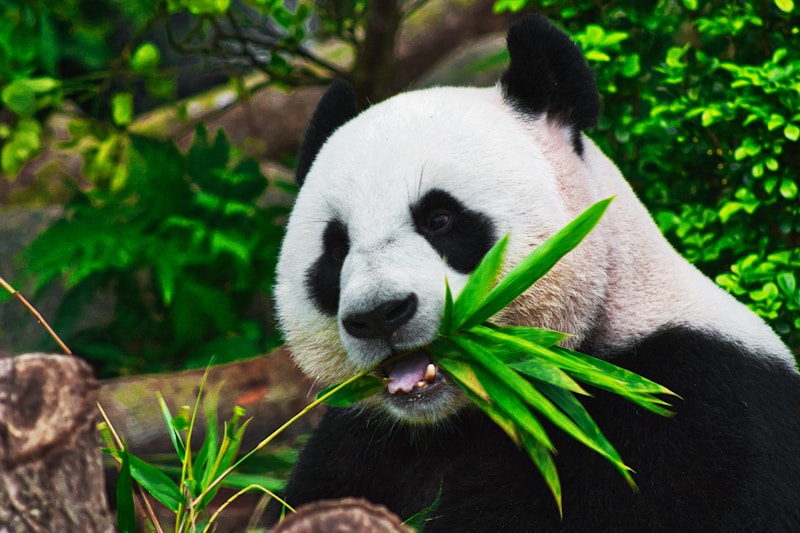 俄罗斯